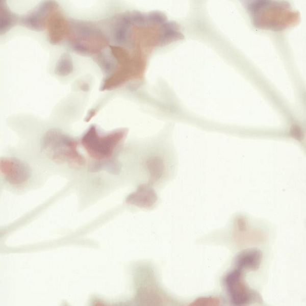 Обои Candice Olson Terrain COD0556